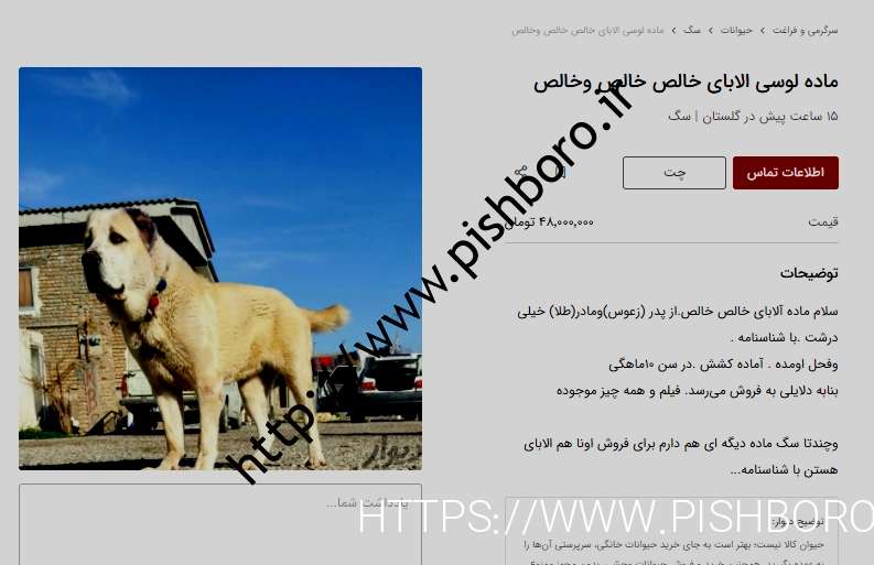 قیمت های عجیب سگ های گله ای!